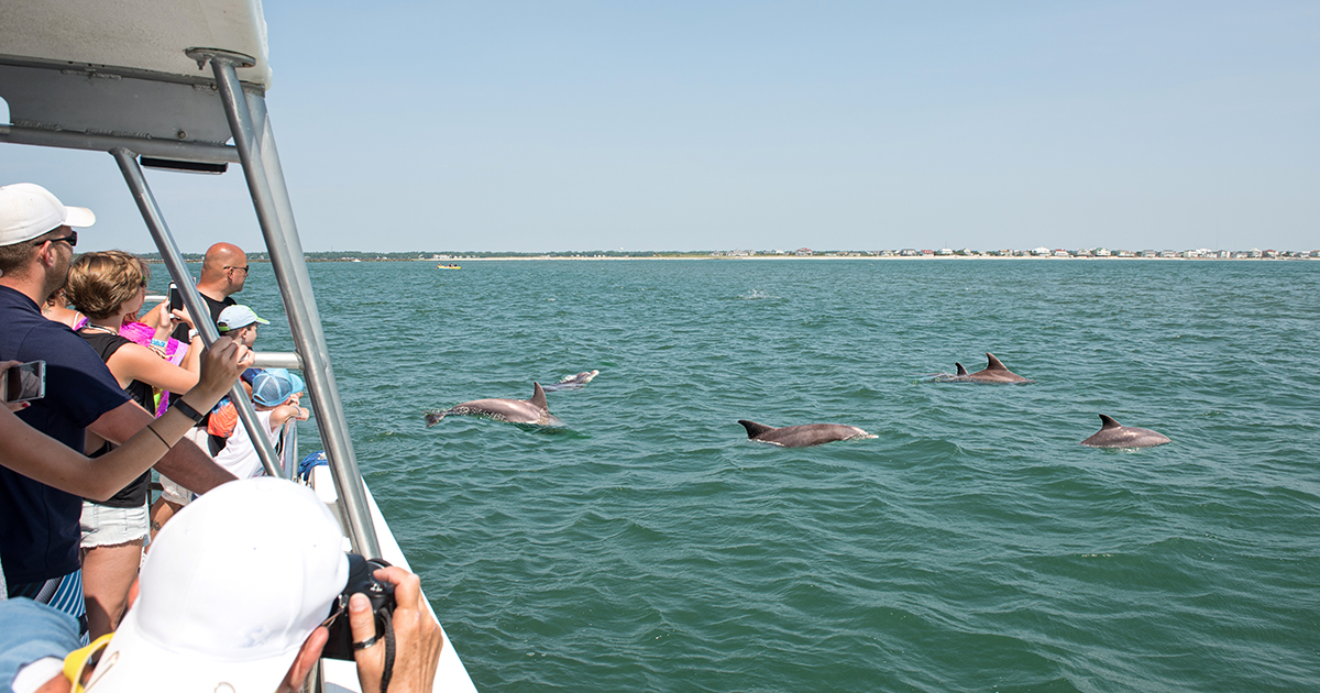 Dolphin Watch Cruise