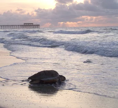 Myrtle Beach State Park sea turtle
